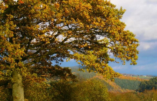 Cozy Chalet in Trois Ponts near Forest - Foto 39