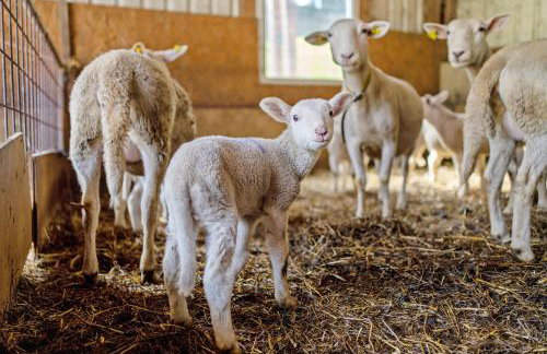 Ferienhof Benz - Foto 26