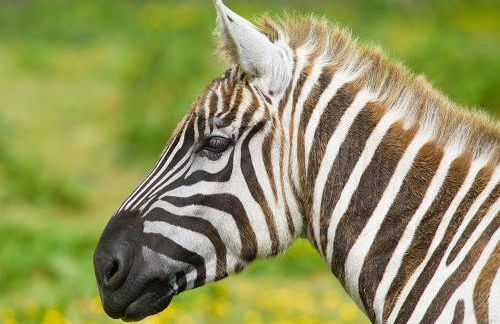 Classy 2 Bed Near Alton Towers, Polar Bears, Peak District - Foto 44