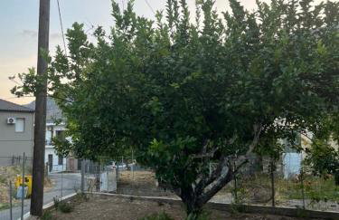 Lemon Tree House - Foto 10