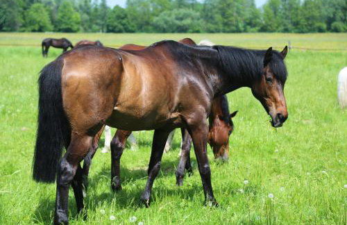 Gospodarstwo Agroturystyczne Stary Młyn Wilczkowice - Foto 37