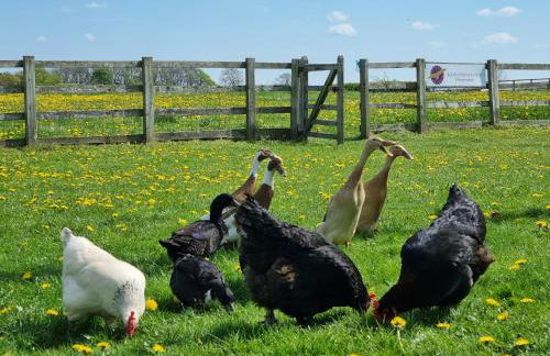 Osprey Meadow Holiday Cottages - Foto 33