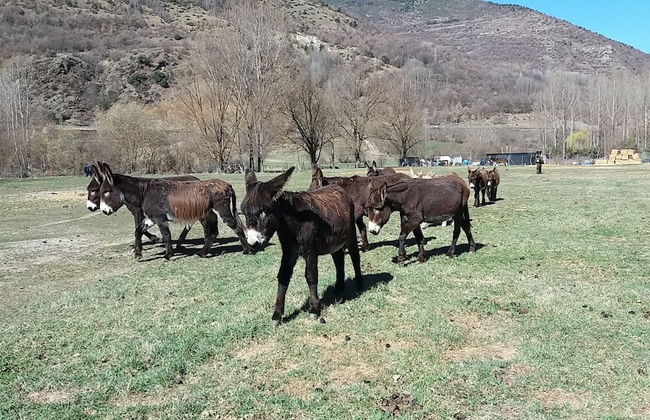 Apartaments Morelló - Photo 29