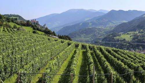 RÖCK Weingut - winery - Foto 5