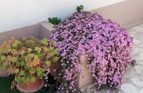 DOLCE VITA - Foto 18