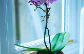 Avalon Sunrise our enchanting Glastonbury cottage - Foto 10