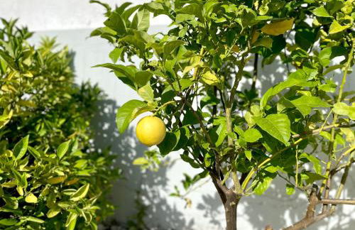 Villa Rosa - with private pool - Photo 12