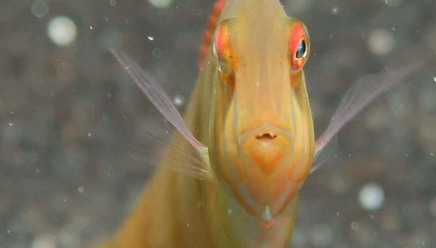 Peces que veremos mientras hacemos snorkel en Fuencaliente