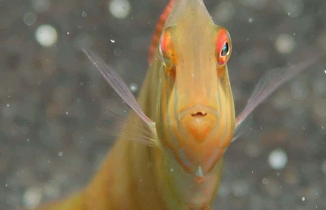 Fuencaliente Snorkelling Activity - Foto 4