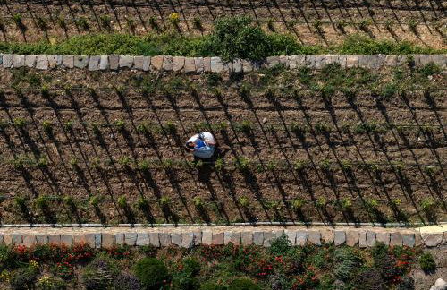 Ivy's Natural Resort - Foto 6