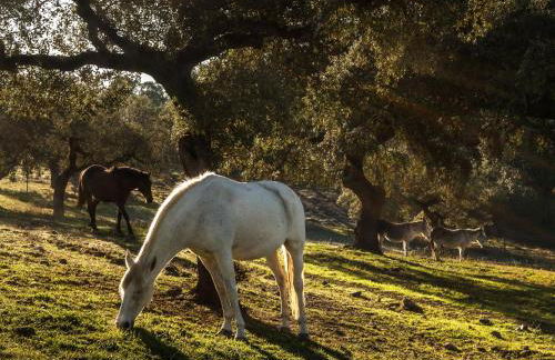 Parque de Natureza de Noudar - Foto 10