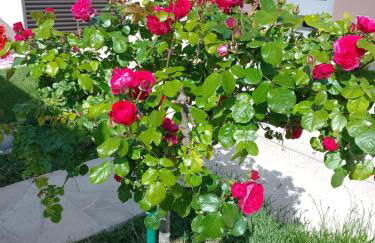 Apartman Josy with gorgeous garden - Foto 22