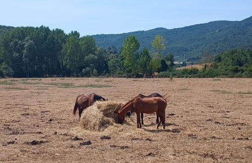 Villa Le Corti - Foto 18