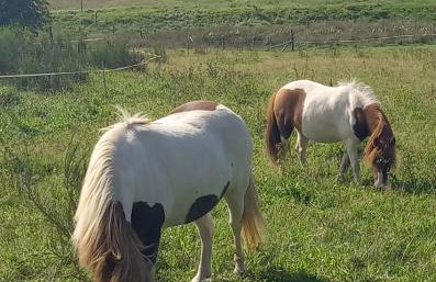 Agroturystyka POD KASZTANEM - Foto 30