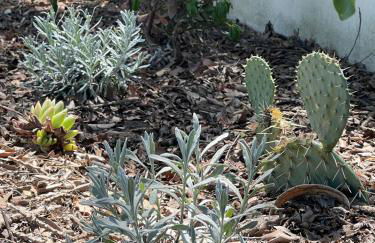 L'Olivier d'Alana - entre Cévennes et Méditerranée - Foto 77