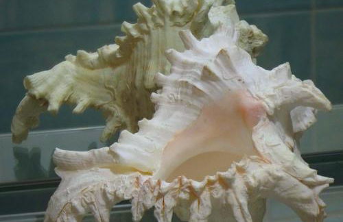 Pisa Center - Foto 14