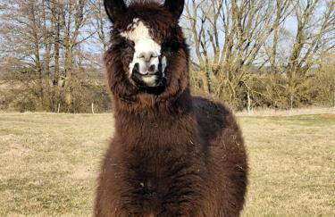 Smocze Ranczo 2 - Foto 78