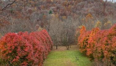 Serenity Views Retreat - Close to City and Parkway! - Foto 4