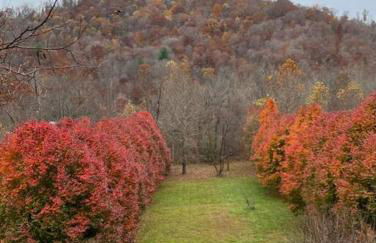 Serenity Views Retreat - Close to City and Parkway! - Foto 4