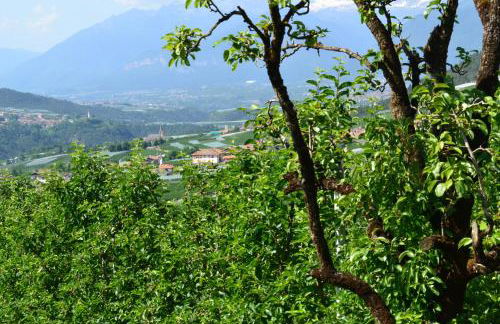 Agritur Maso Forcola - Photo 20