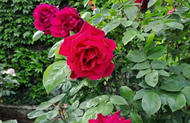 Gîte 1 "Mimosa" aux Magnolias - Foto 31