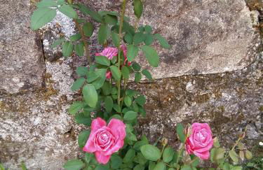 Casa das Japoneiras - Foto 31