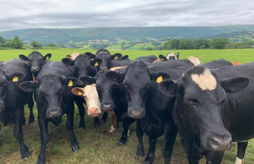 White Haywood Farmhouse - Photo 39