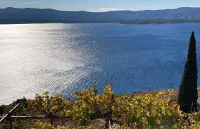 Blue Dream - Foto 49