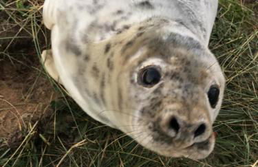 Church Farm, Legbourne Louth - Foto 49