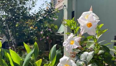 Case vacanze Efisio e Vilma - Foto 1, Garden