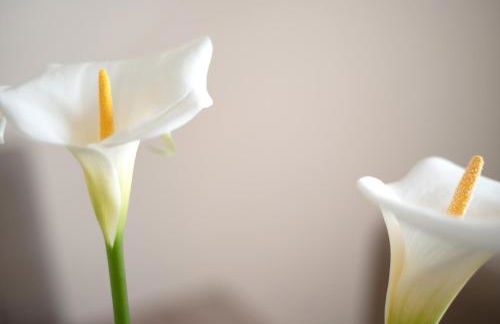 Casa Margarita - Photo 23