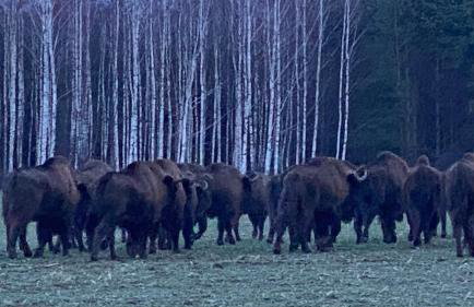 Apartament Hajstra z ogrodem - Foto 25