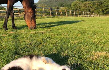 The Saddlery Cheshire - Photo 27