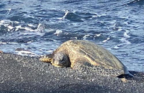 Idyllic Getaway with Ocean Views in Captain Cook, Hawaii - Foto 16