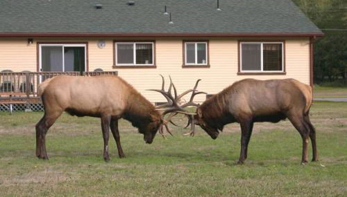 Elk Meadow Cabins 9A Prairie Creek Suite - Foto 3