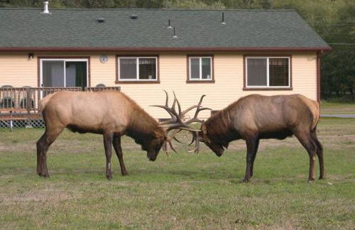 Elk Meadow Cabins 9A Prairie Creek Suite - Photo 3