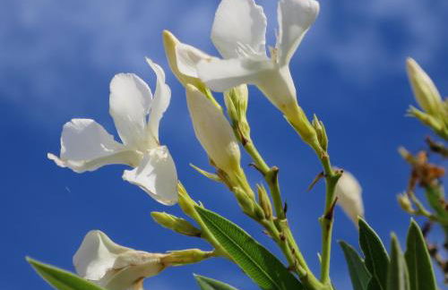 Villa Incanto Apartments - Foto 13