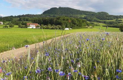 Ferienwohnung Bauchert - Photo 23