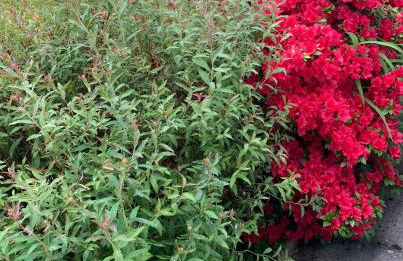 Kents Bank Holiday - Pet Friendly with Bay Views - Foto 32