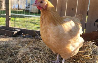 1921 Chattanooga Valley The Little Blue Farmhouse - Foto 18