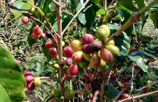 Visite sur le thème du café à Tenejapa + Visite de Romerillo et Cruztón - Photo 6