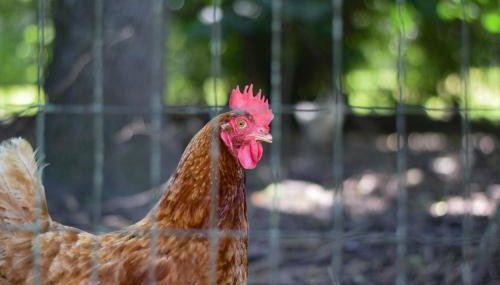 The Cottage on Abbey- Relaxing Summer Getaway in Harrison - Foto 5