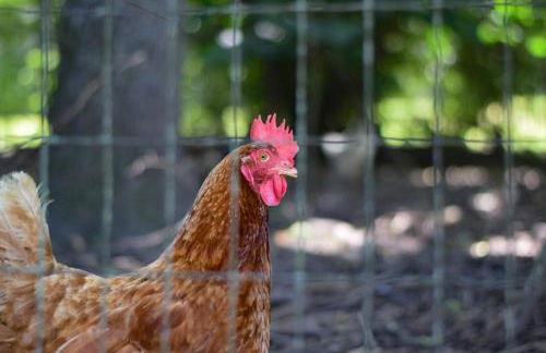 The Cottage on Abbey- Relaxing Summer Getaway in Harrison - Foto 5