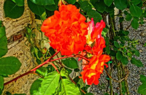 Agriturismo La Poderina - Foto 74