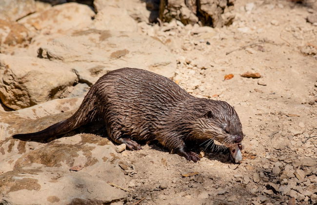 Natura Fun House & Camping - Foto 34