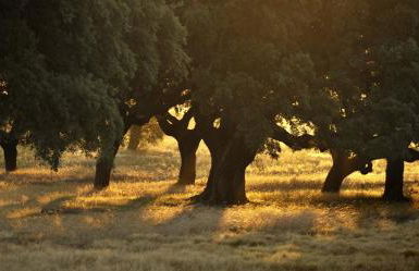 Herdade das Barradas da Serra - Foto 48