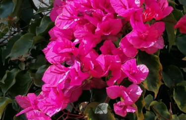 Casa Sophie Albufeira Apartment With 2 Bedrooms - Foto 58