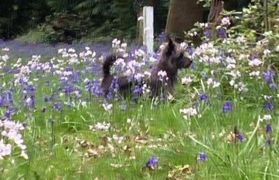 Pet Friendly - 2 Guests - Original Roadsmans Wagon - Foto 7