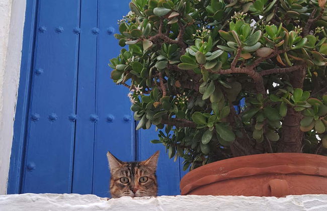 Visite guidée dans Frigiliana - Photo 2