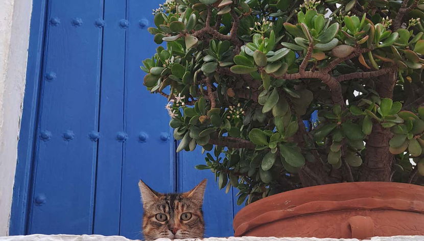 Un chat devant une porte typique de Frigiliana